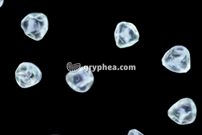 Pollen Bruyère x200 - gryphea.org